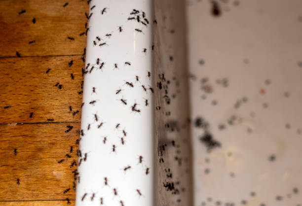 Best Termite Control Services  in Indianola, MS